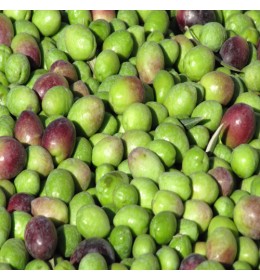 Frantoio Extra Virgin Olive Oil - Southern Hemisphere (Peru) ***SOLD OUT***